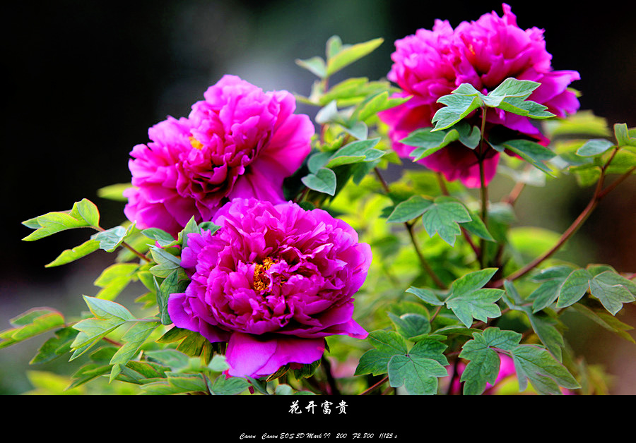 ƽ��ɽĵ�� (1)_����.jpg