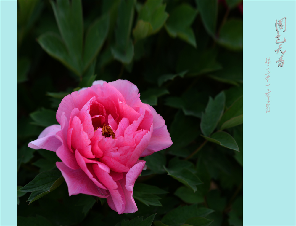 ��ɫ����