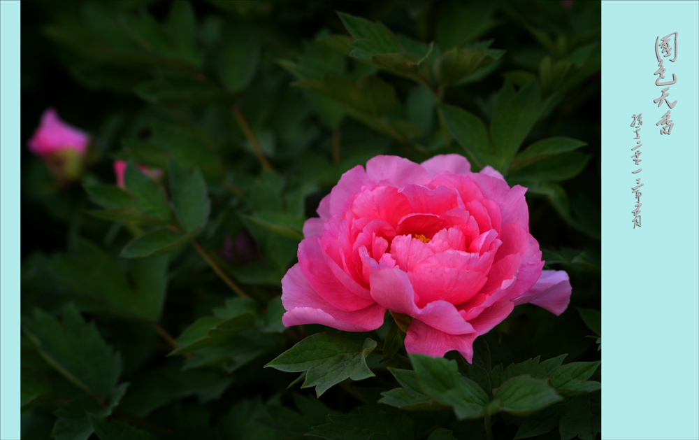 ��ɫ����