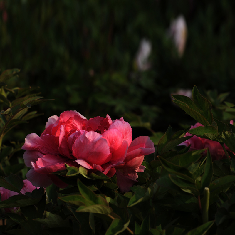 ��ɫ����