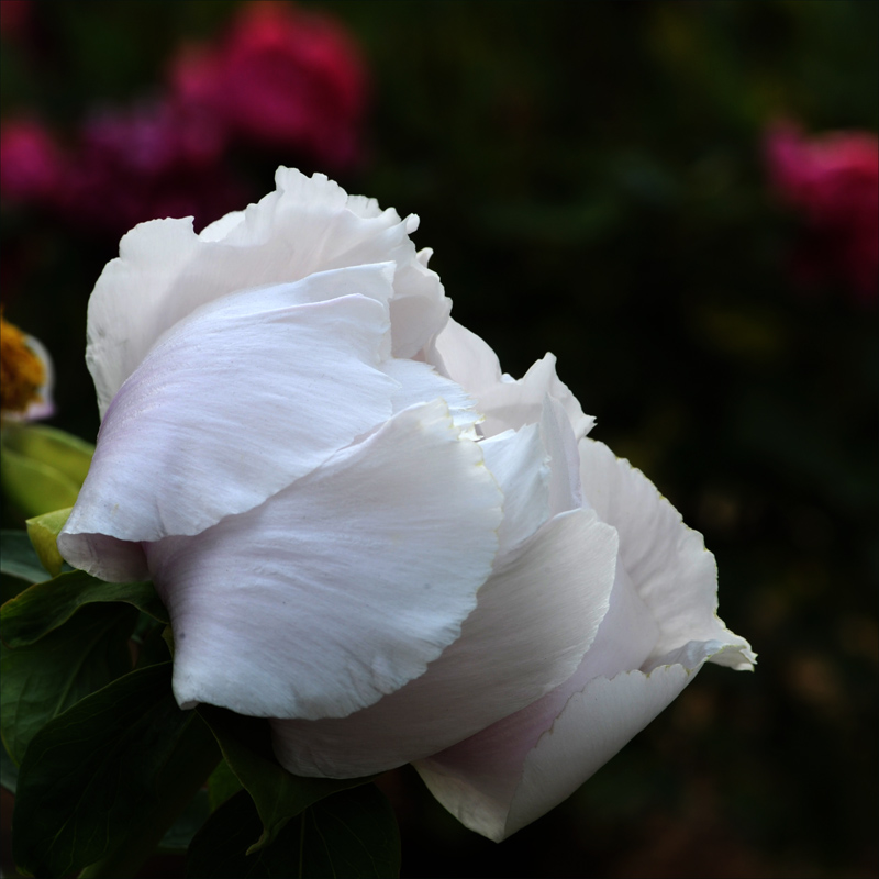 ��ɫ����