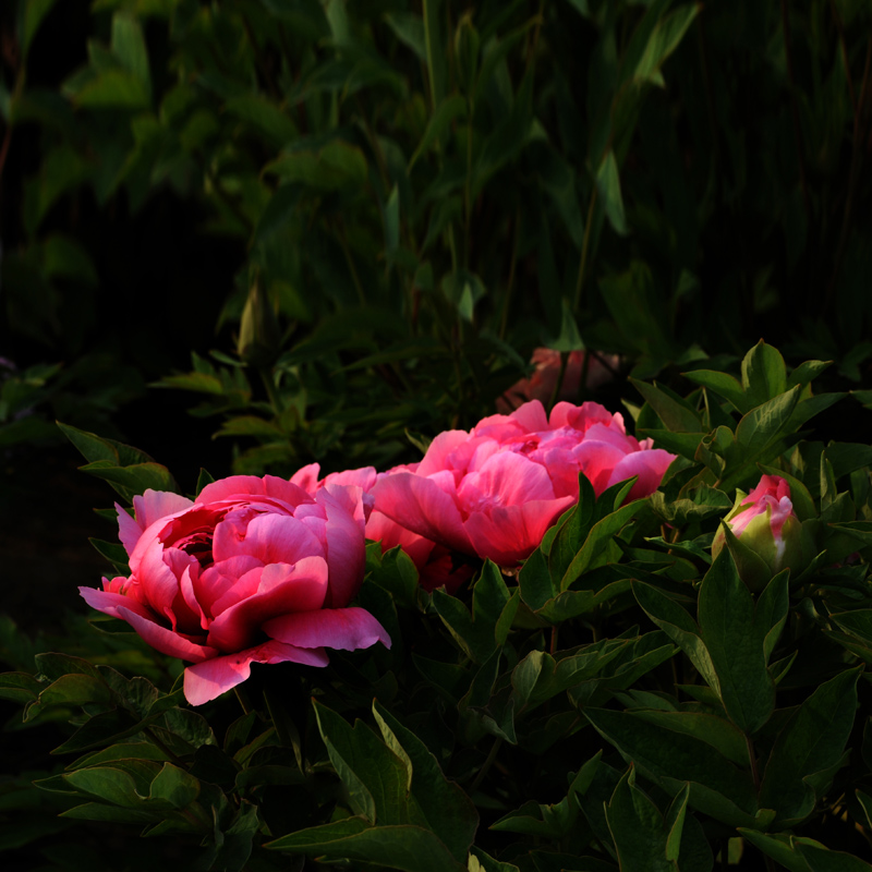 ��ɫ����