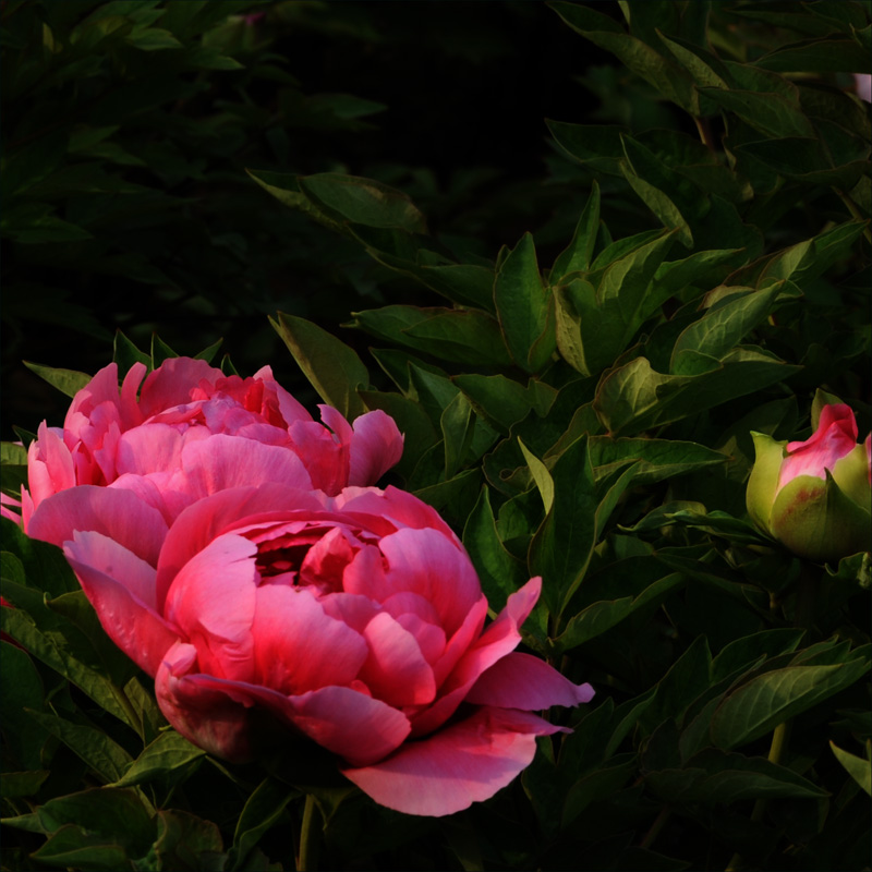 ��ɫ����