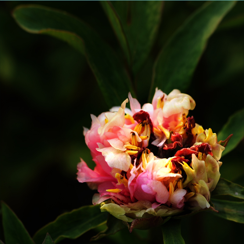 ��ɫ����