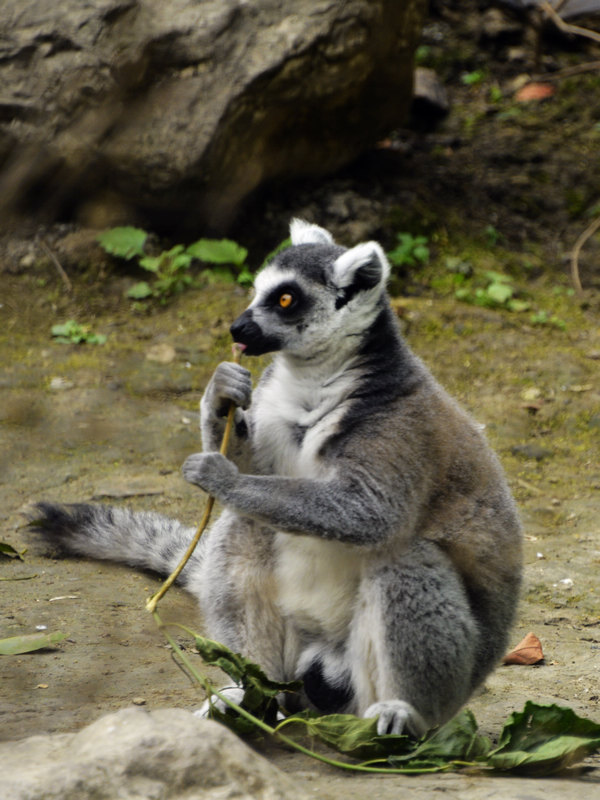 ��ʳ����