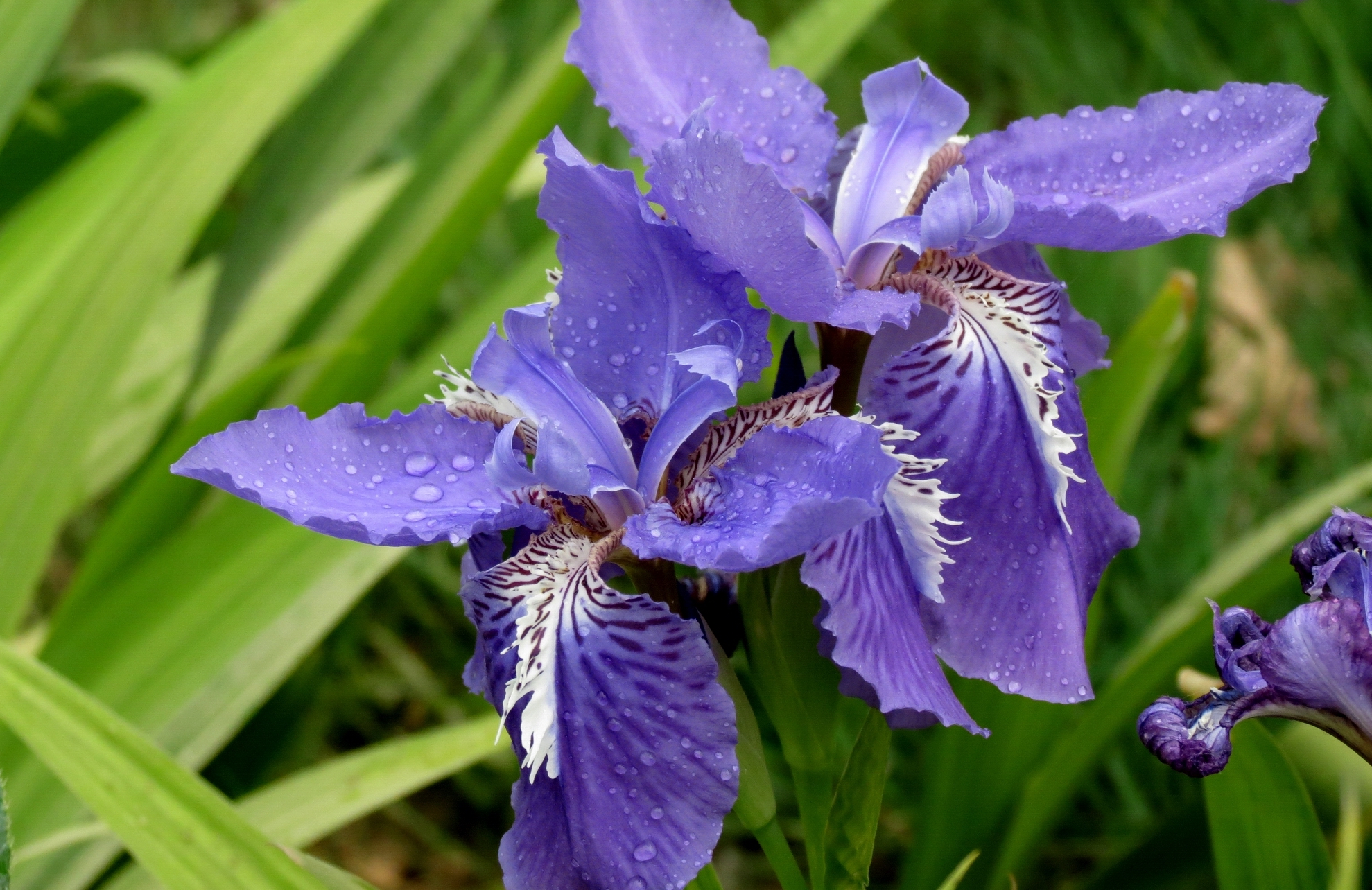 ��ɫ����1