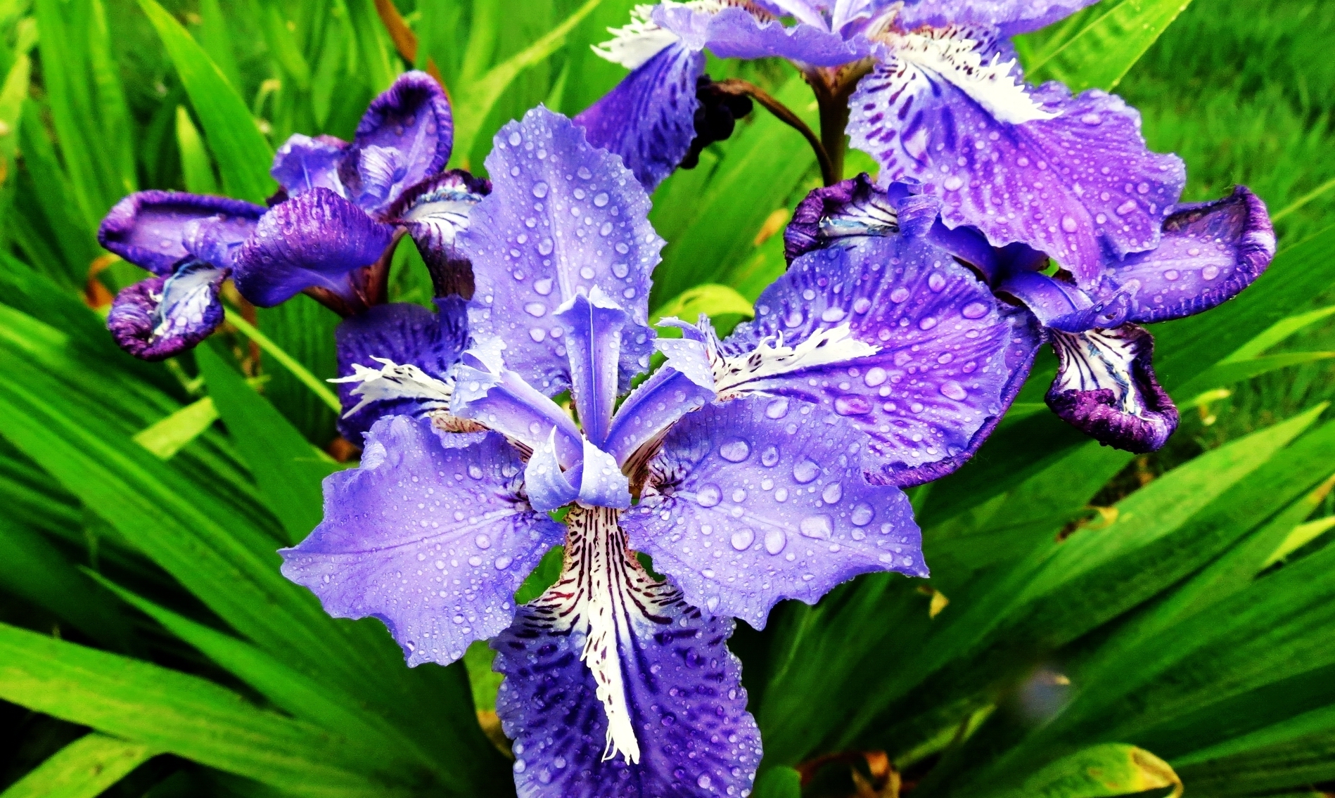 ��ɫ����2