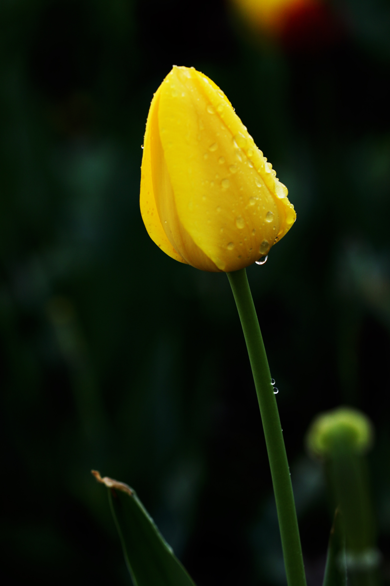 ������ȶ��ˣ���������һƷ��