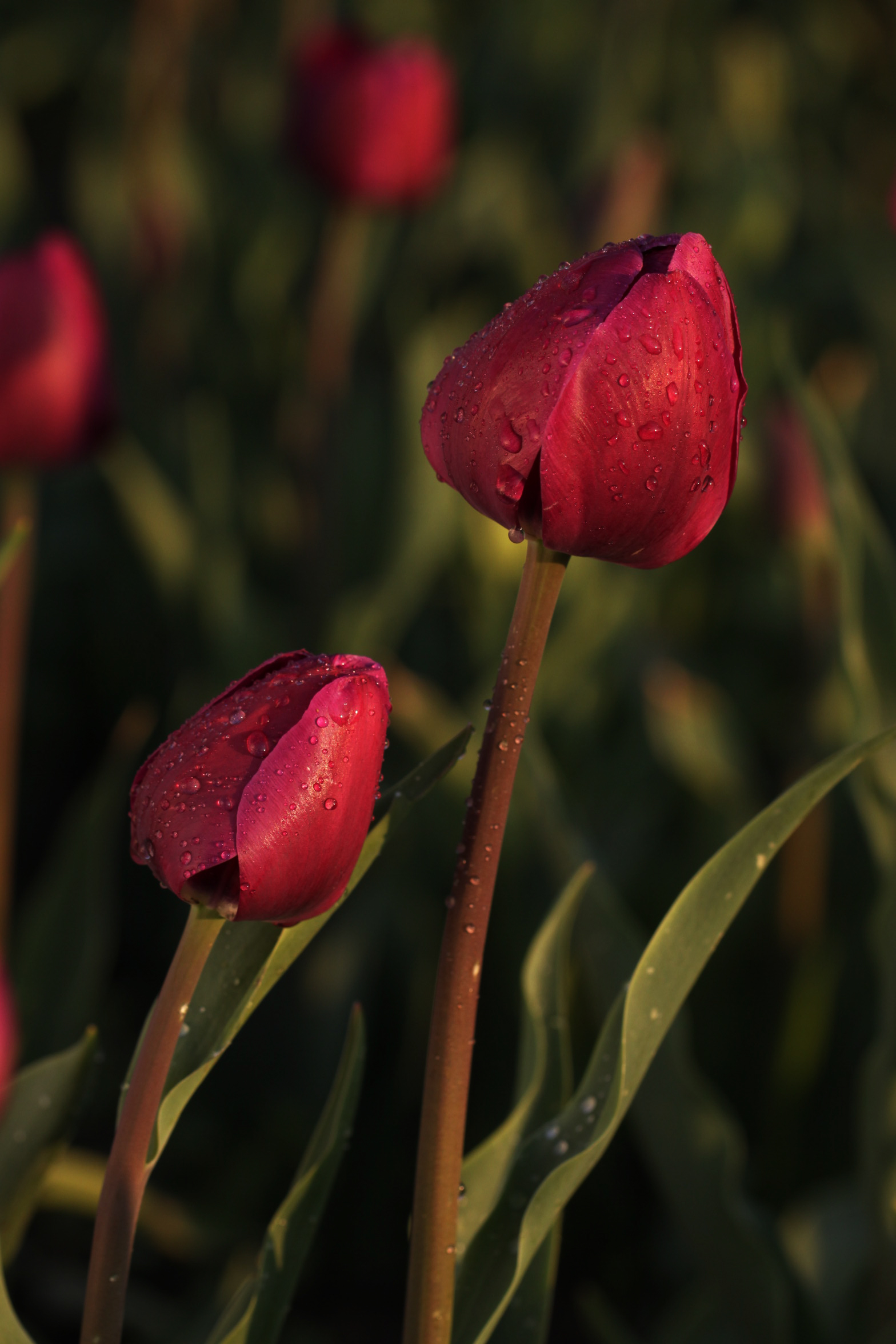 ˫��������һƬ��ϼ��