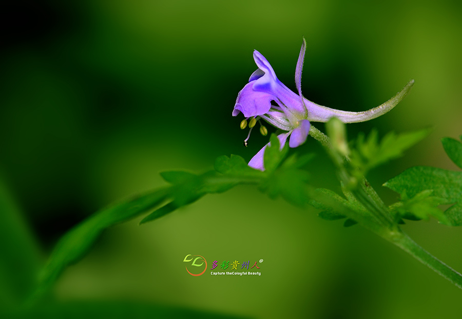 DSC_6867 ����.jpg