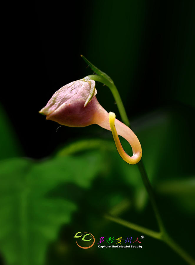 DSC_6866 ����.jpg