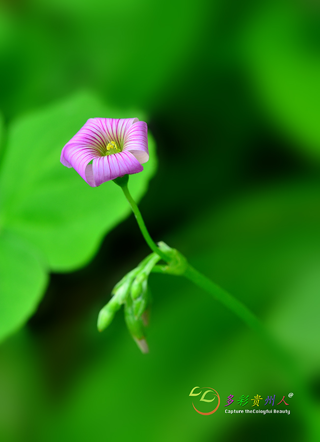 DSC_6876 ����.jpg