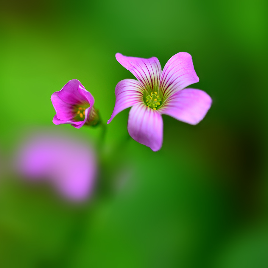 DSC_6889  ����.jpg