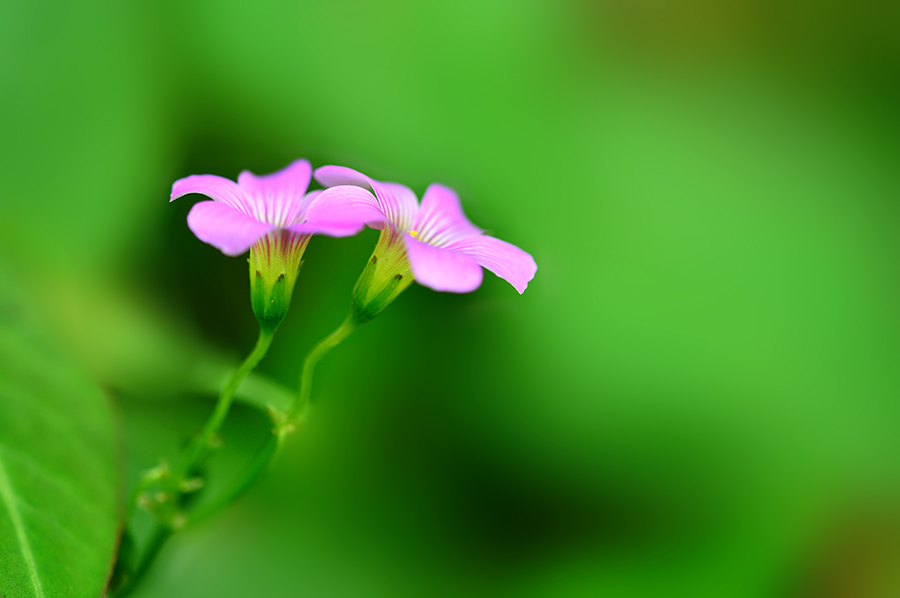 DSC_6890 ����.jpg