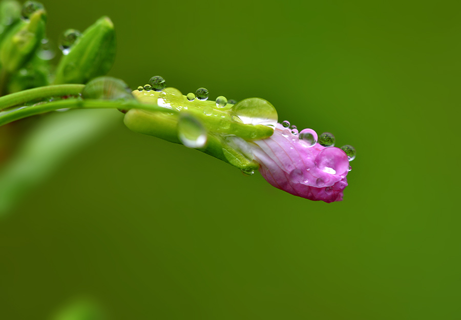 DSC_2253 ����.jpg