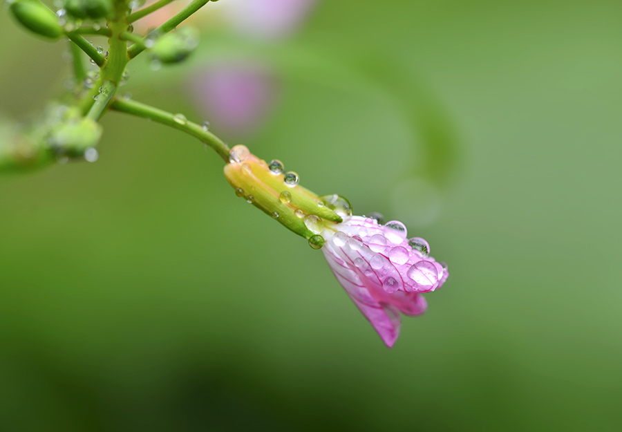 DSC_2259 ����.jpg