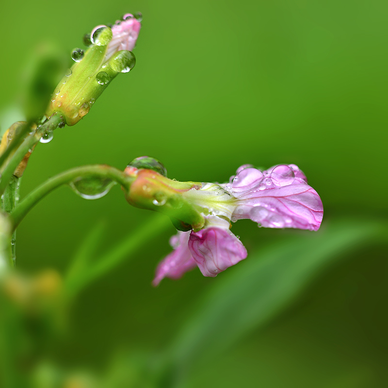 DSC_2244 ����.jpg