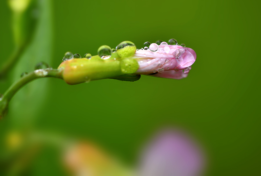 DSC_2240 ����.jpg