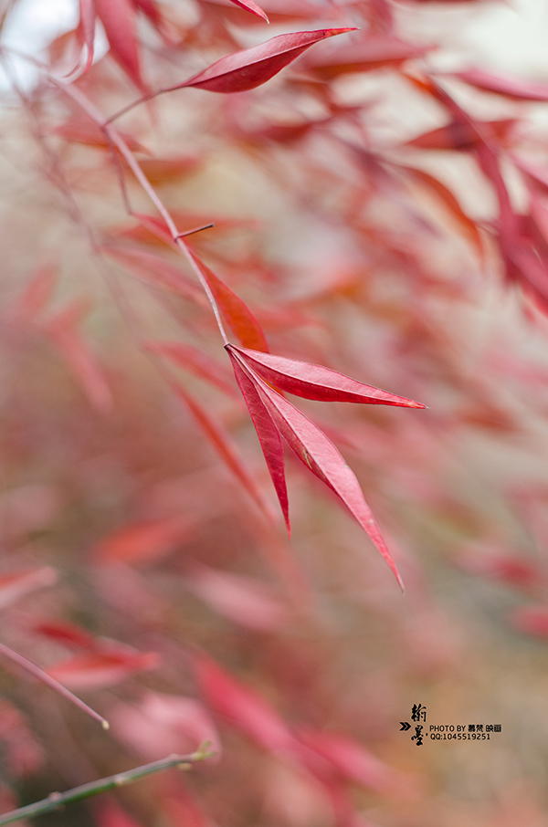 ����ϵ��