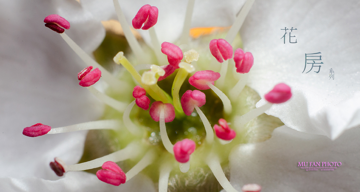 ���»���