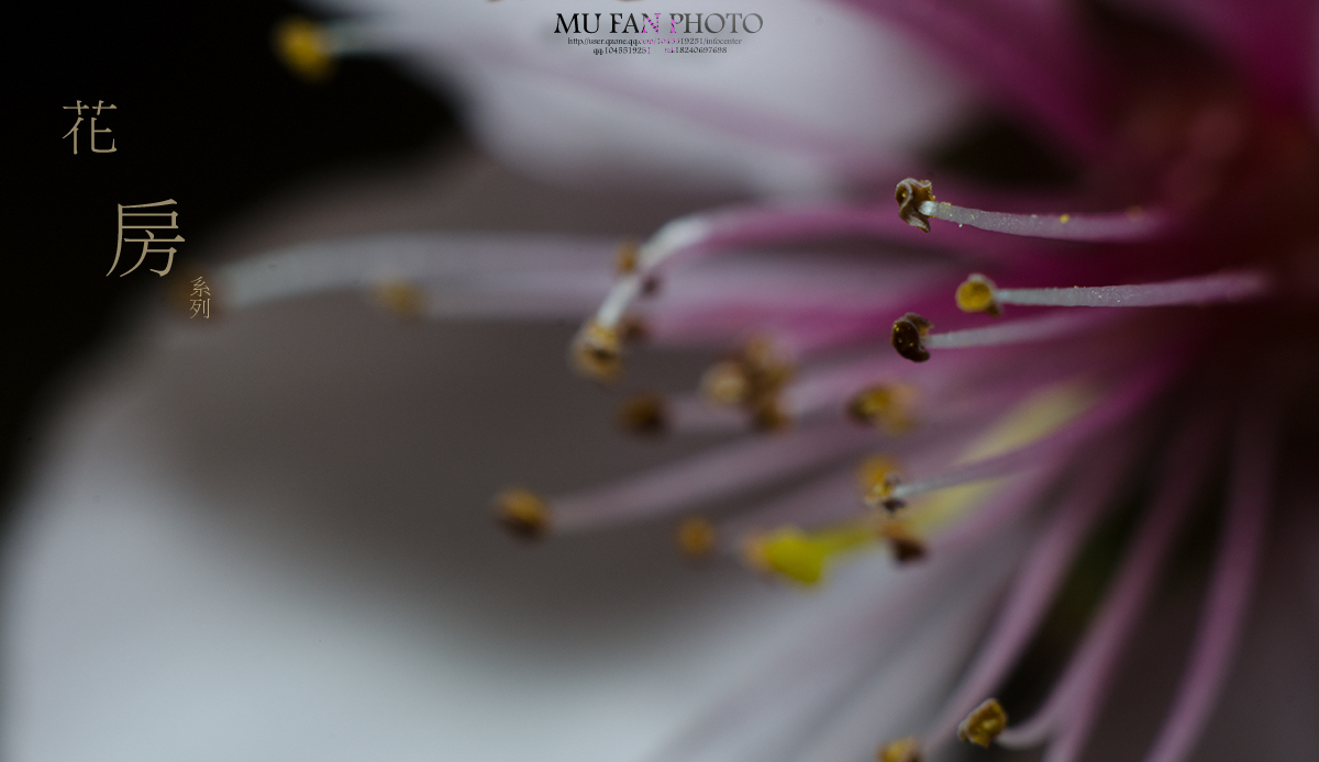 ���»���