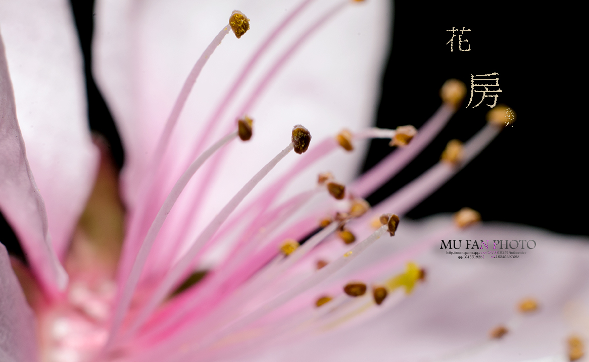 ���»���