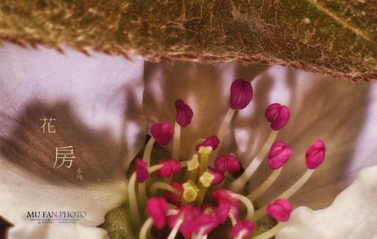 ���»���