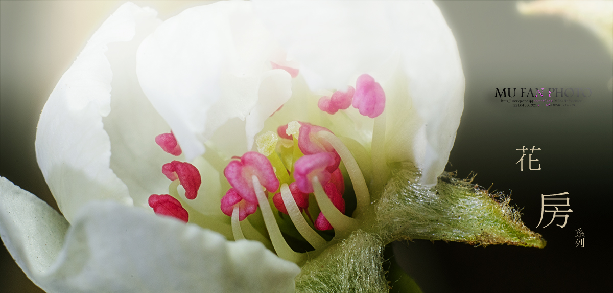 ���»���