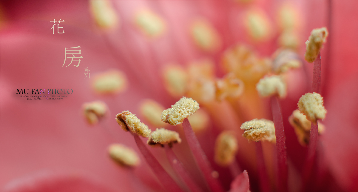 ���»���