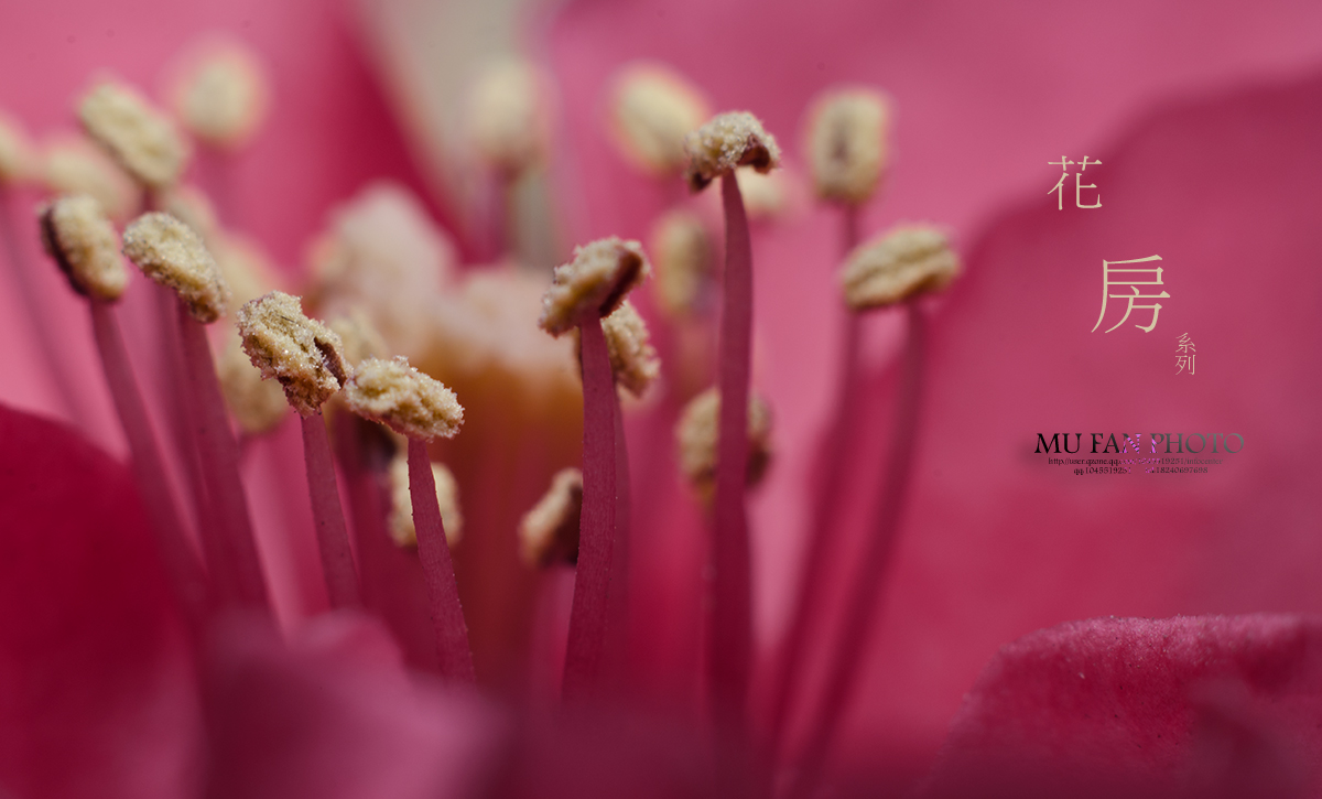 ���»���