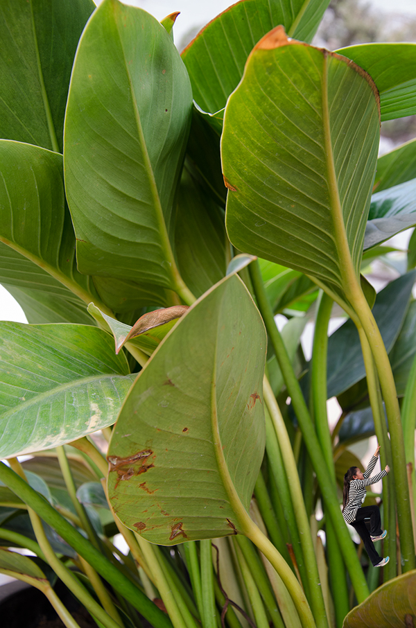 ������Ӱ