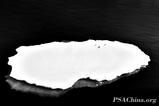 1370417913062Gold FIAP medal-��������Ʒ����������мǡ�The penguin traveling.jpg