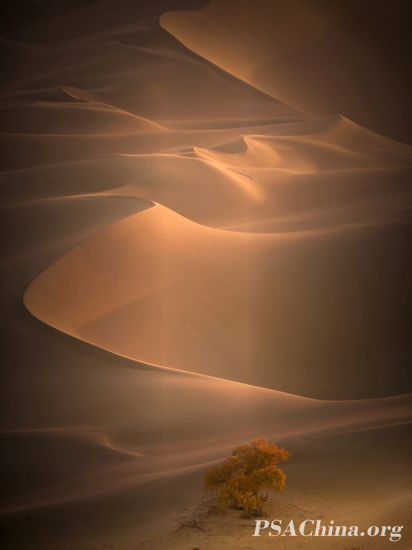 SALON praise-��Ծ��Ʒ������ǿ��������Tenacious of life.jpg