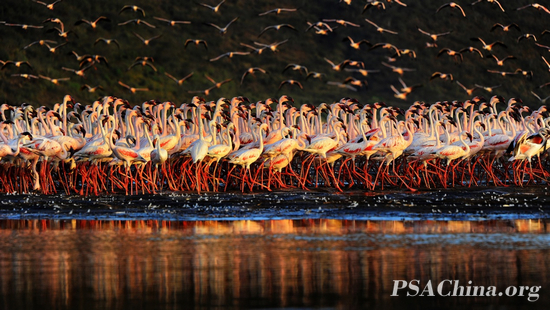 Gold PSA medal-Ф����Ʒ����������Ⱥ��Flamingos.jpg