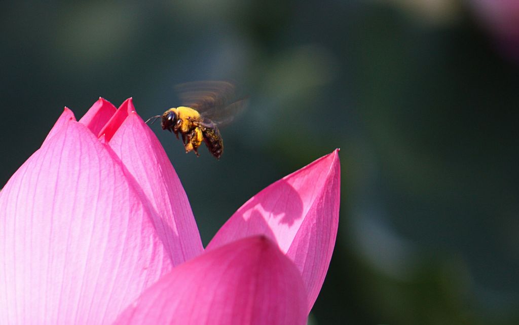 ���� IMG_p9593.jpg