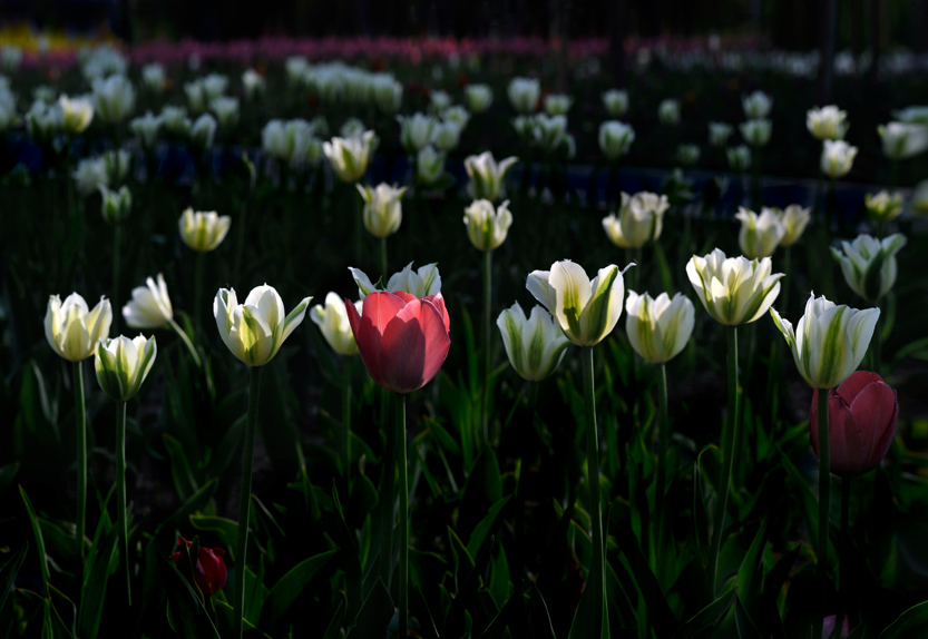 _LFB7473 ����.jpg