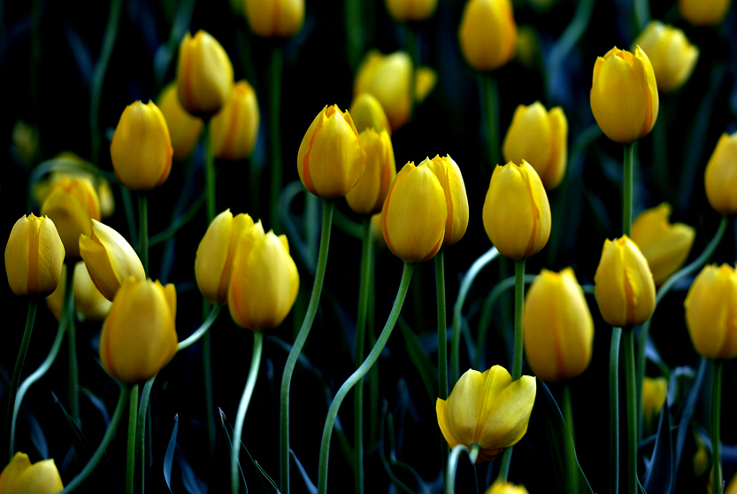 _LFA2645 ��������� ����ΰ �� ����.jpg