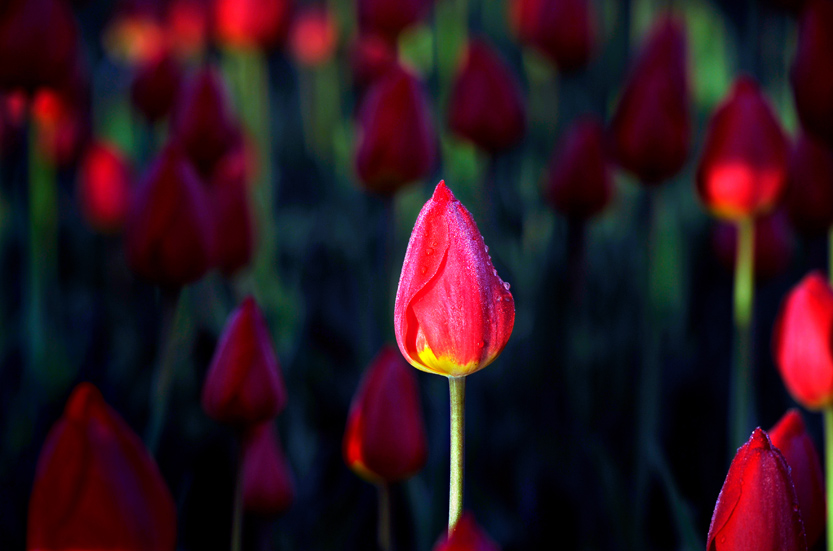 _LFA3012 ��¶��� ����.jpg