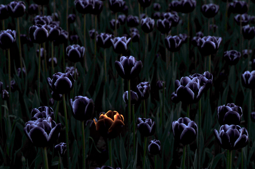 _LFA4700 ��ҹ���� ��Ʒ ����.jpg