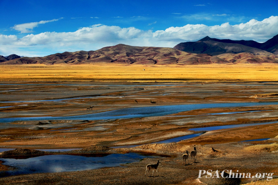 04.��־��FOTOFERIA練�����Ʒ�����ɿ����������The hoh Xil Tibetan antelope.jpg