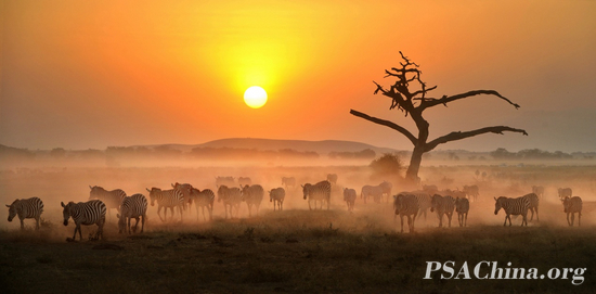 07.Ф����Ʒ����������Ǩ�㡷Zebra migration.jpg