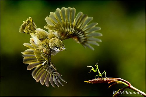   �ڶ���PSAChina������Ӱ������Ȼ��(ND)PSA����Ʒ��