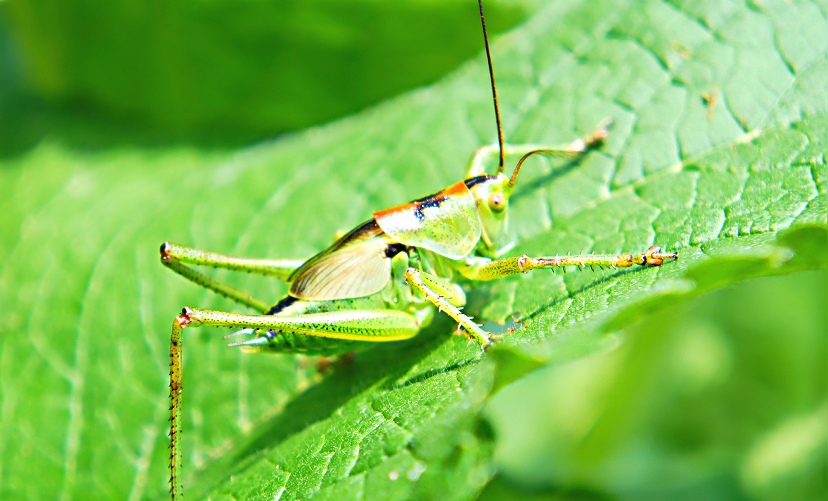 ��³ľ�������