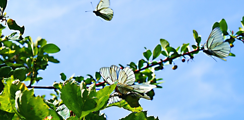 ��³ľ�������