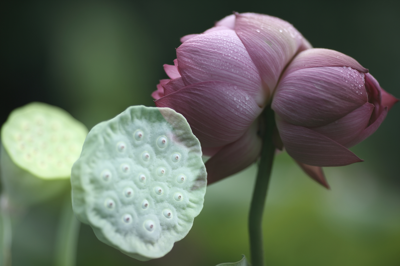 �й����ԭƬ (2).jpg