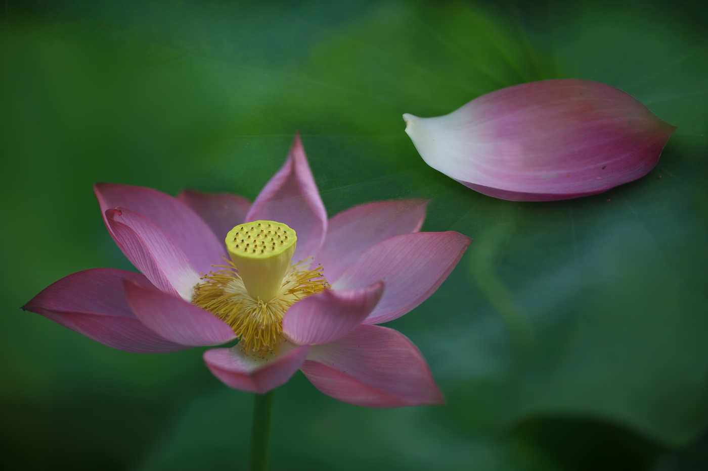 �й����ԭƬ (14).jpg