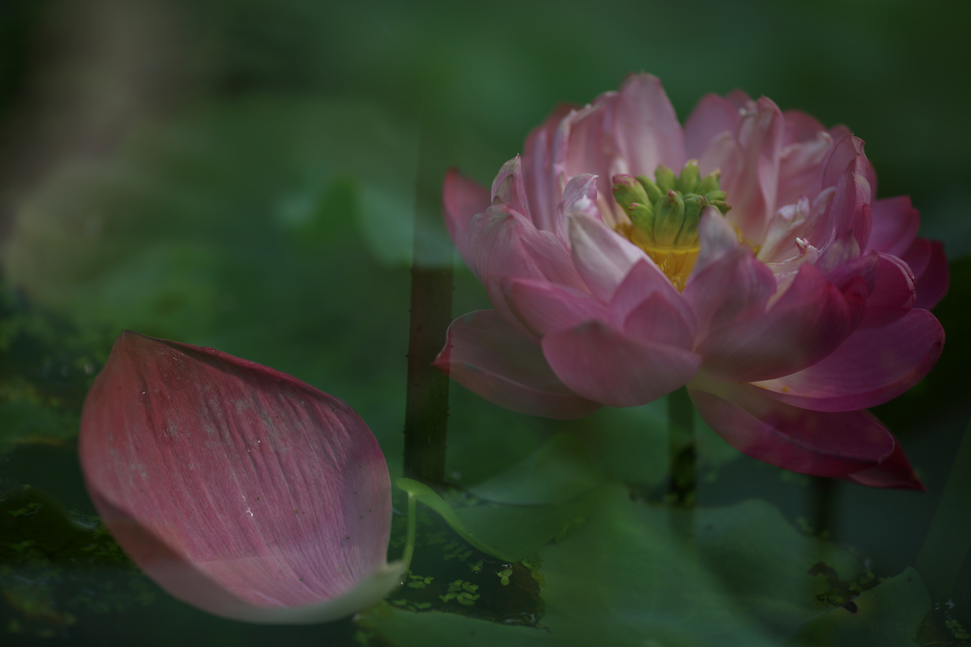 �й����ԭƬ (15).jpg