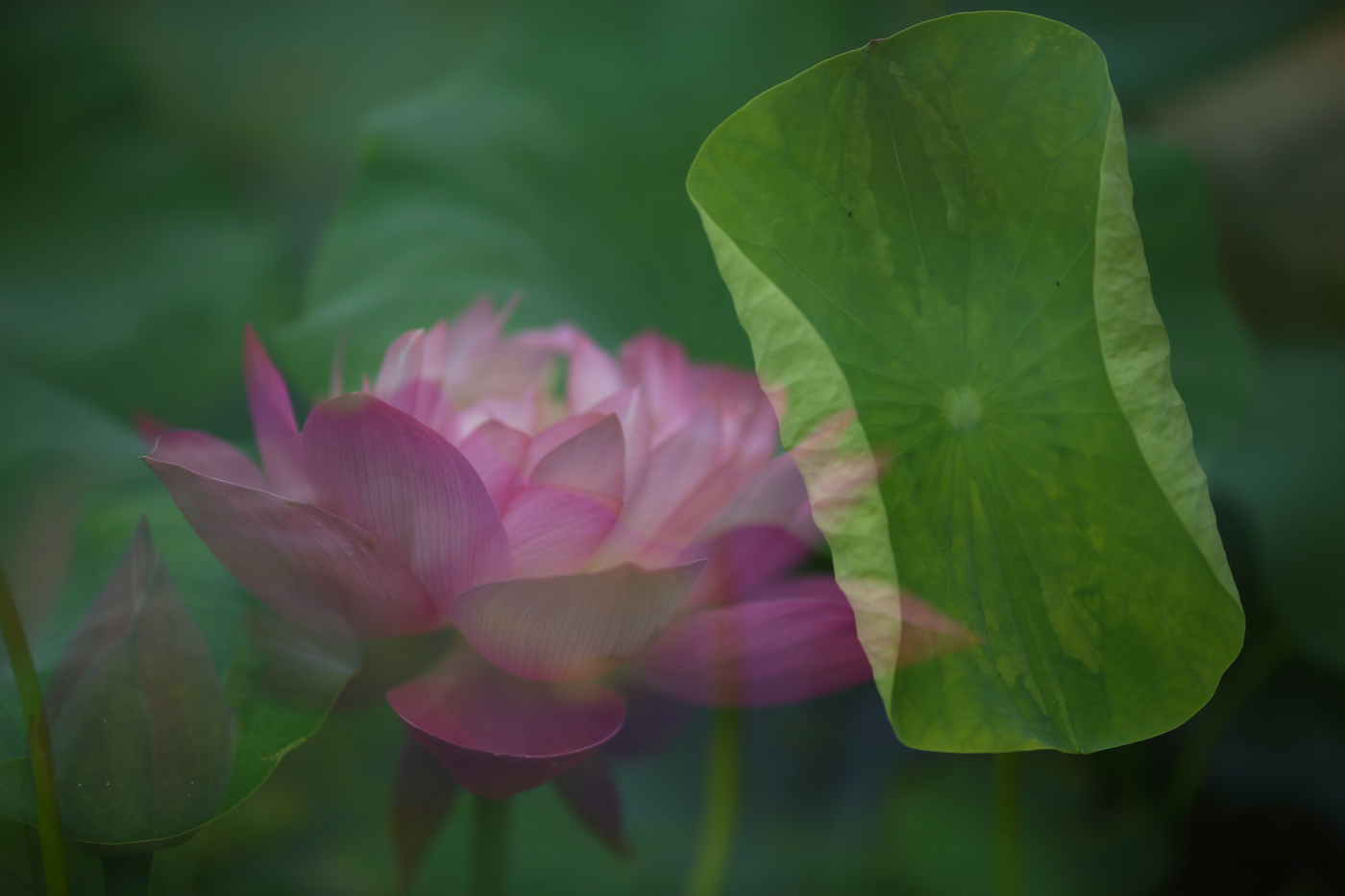 �й����ԭƬ (16).jpg