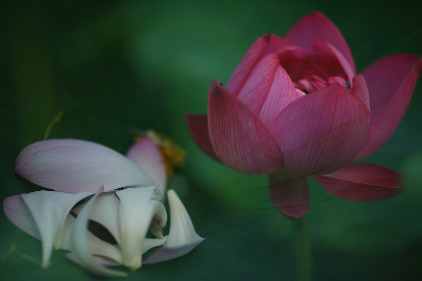 �й����ԭƬ (18).jpg