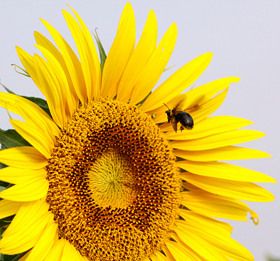 ������̫���ɡ�ţ��ѧ��Ӱ